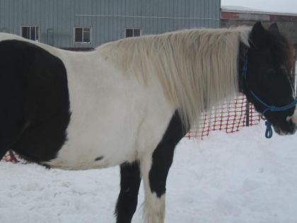 cheval pie