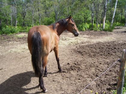 canyon mon new cheval depuis 1 mois !