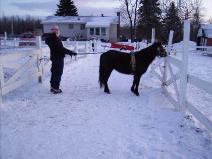 photo par madi&Cajun Entrainement 1er niveaux d'attelage avec ma ponette clochette ^^