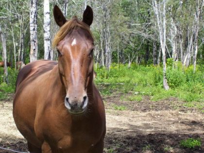 Ginger ma pouliche de 5 ans