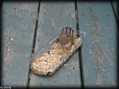 le petit suisse qu'on a rencontrer au chalet :P