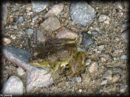 une tyte grenouille :)