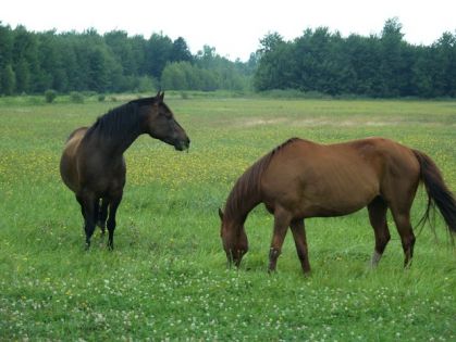 mon cheval la tête en laire et le cheval de ma mère qui ce boure...