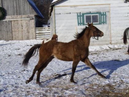 Notre bo Spirit au galop