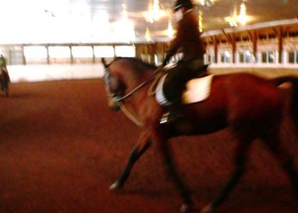 Cheval monté avec enrennement
