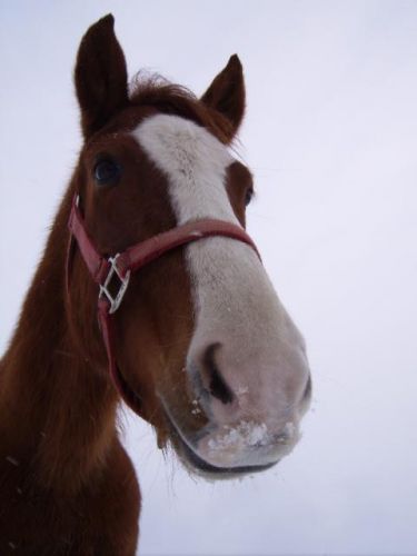 photo par madi&Cajun Tête de cheval alezan avec liste et licou rouge