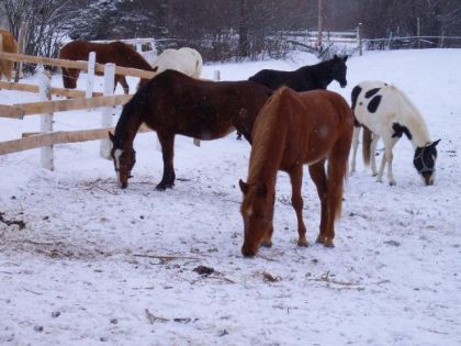 plusieur de nos chevaux  Shiraz (le roux) Dixie (la painte) Cody...