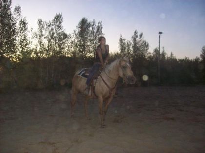 Palomino monté
