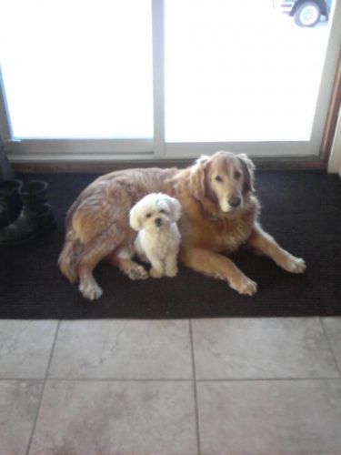 Tobby (gloden retriever) et Maya (bichon maltais)  Ils sont...