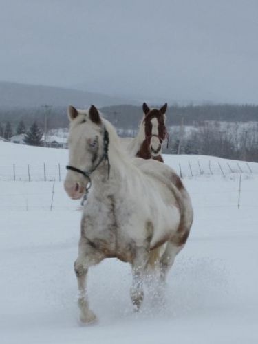 photo par xcavaliax dans neige jusqu'au genou !