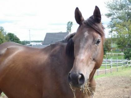 Cheval contenp detre au champ