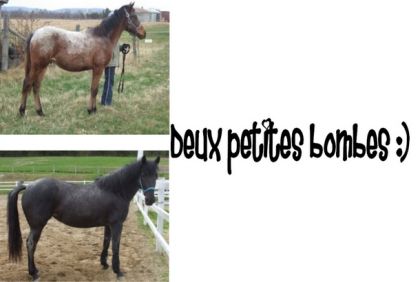 photo par *Star* Mon cheval et la jument de BabySweet :) Trouvez-vous qu'ils se...
