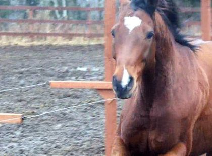 Peter au galop :O Jcapoote yé trop beau !!