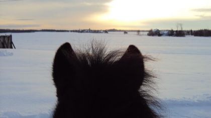 Je crois qu'il avait hâte d'aller galopper dans la neige! :)