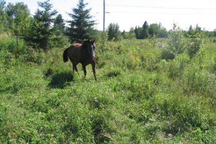 Cheval dans un pré bien vert