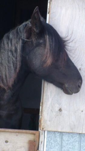 Tête de cheval canadien noir