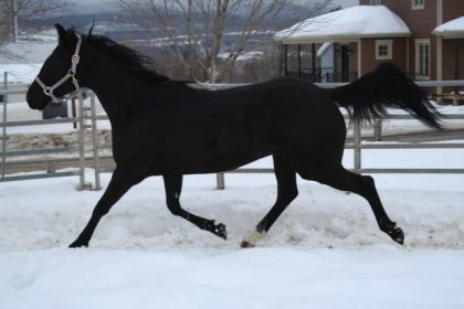 Jument au trot dans la neige
