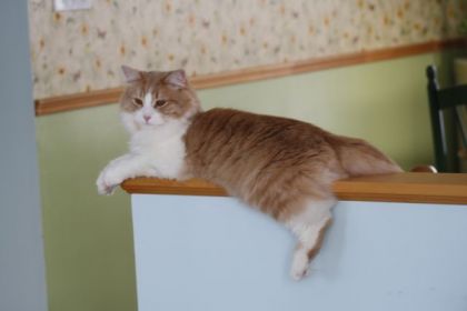 Je pense qu'on peut appeler ça un chat guidoune ;) 