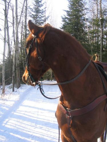 Cheval brun qui regarde derrière