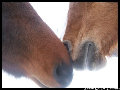Des chevaux faisant connaissance