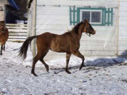 photo par madi&Cajun cheval isabelle
