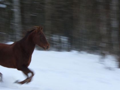 cheval au grand galop
