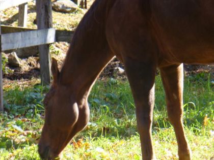 cheval