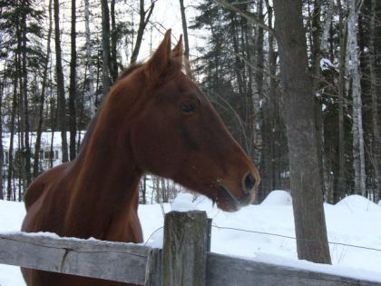 Profil de la tête d'un cheval 