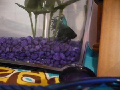 voici guizmo mon poisson betta royal !