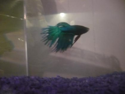 encore guizmo mon poisson