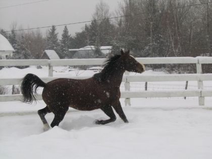 Cheval au trot dans la neige