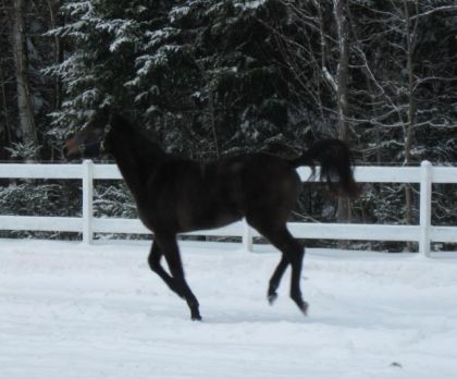 P'tit galop dans la neige