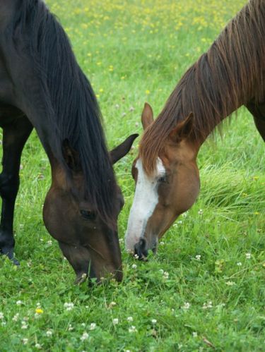mon cheval qui broute avec celui de ma fille!!! une chance qu'is...