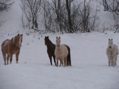 belle journée d'hiver,( Rambo QH de 30ans++) (Mary Be Good QH de...
