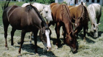 la petite troupe