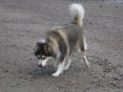 chienne samoyède