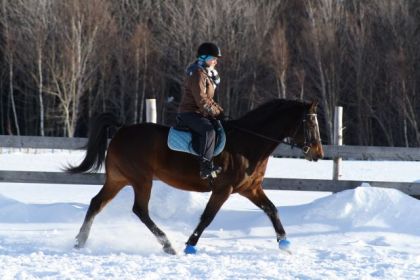 Cheval monté