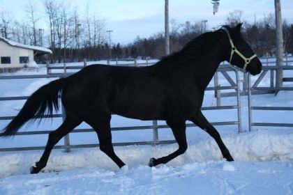 Jument trottant dans la neige