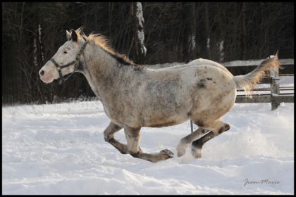 appaloosa galopant sans toucher le sol