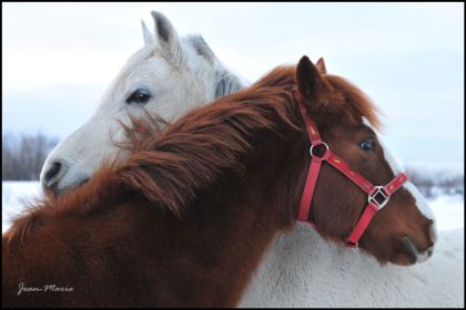 Chevaux encolure contre encolure
