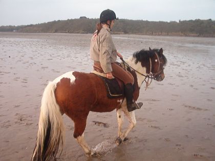 Un poney pie en promenade sur la plage