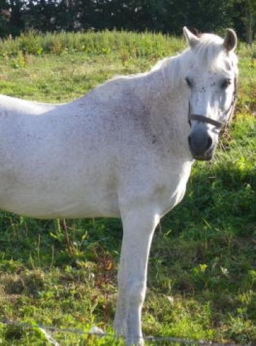cheval blanc