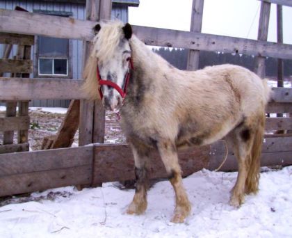 Un poney portant un licol rouge