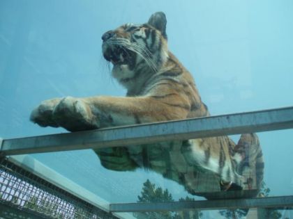 Tigre vue par dessous