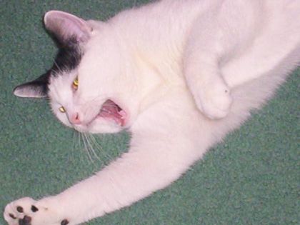 Ma tite chatouille quand à s'étirait quand elle avait 1-2 ans!!...