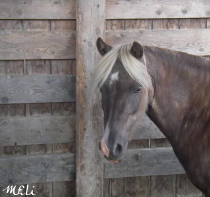 Cheval devant mur de bois