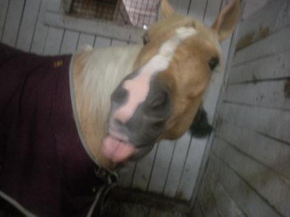 Jument palomino