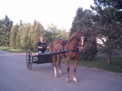 Une pouliche attelée avec une voiture à deux roues