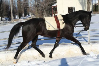 surfaix sur un cheval noir au trot