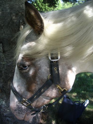 Cheval à l'ombre